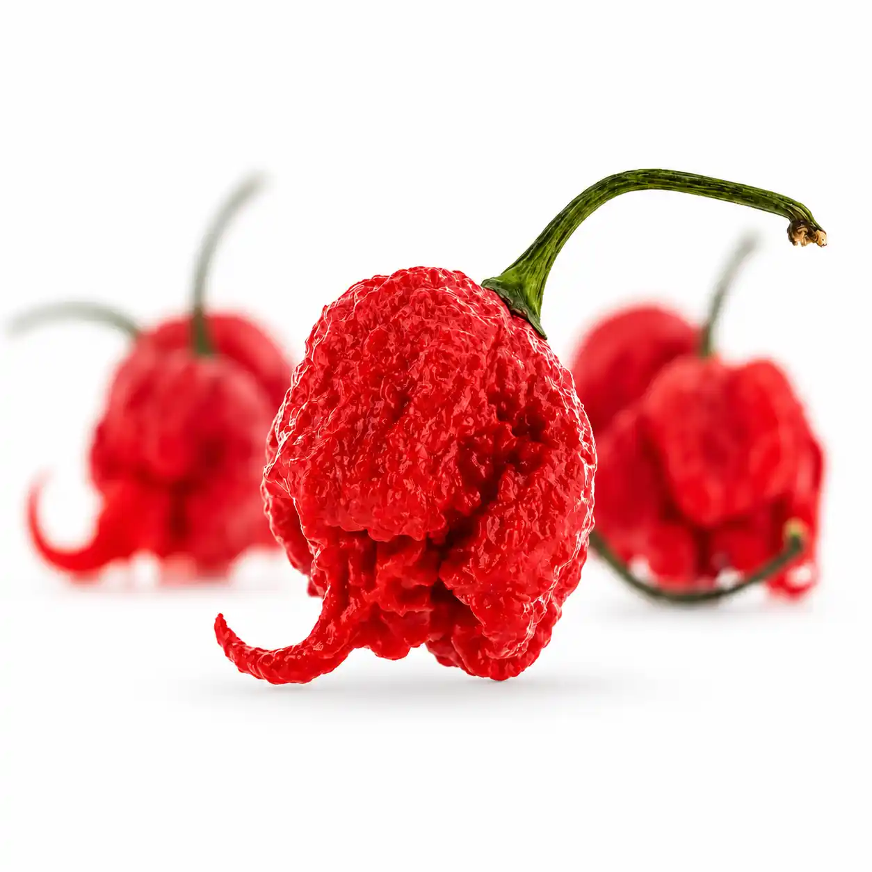 maison-piquante-carolina-reaper-piment-frais-50-g-9-pi-ces image 2